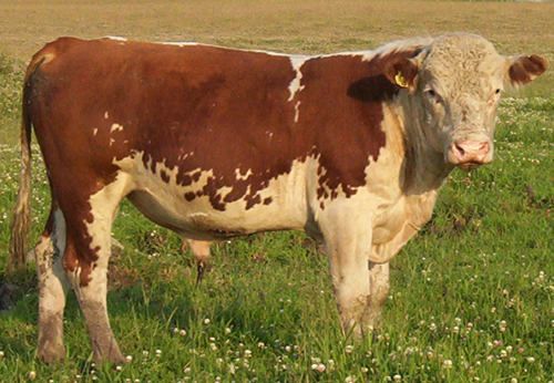 bull